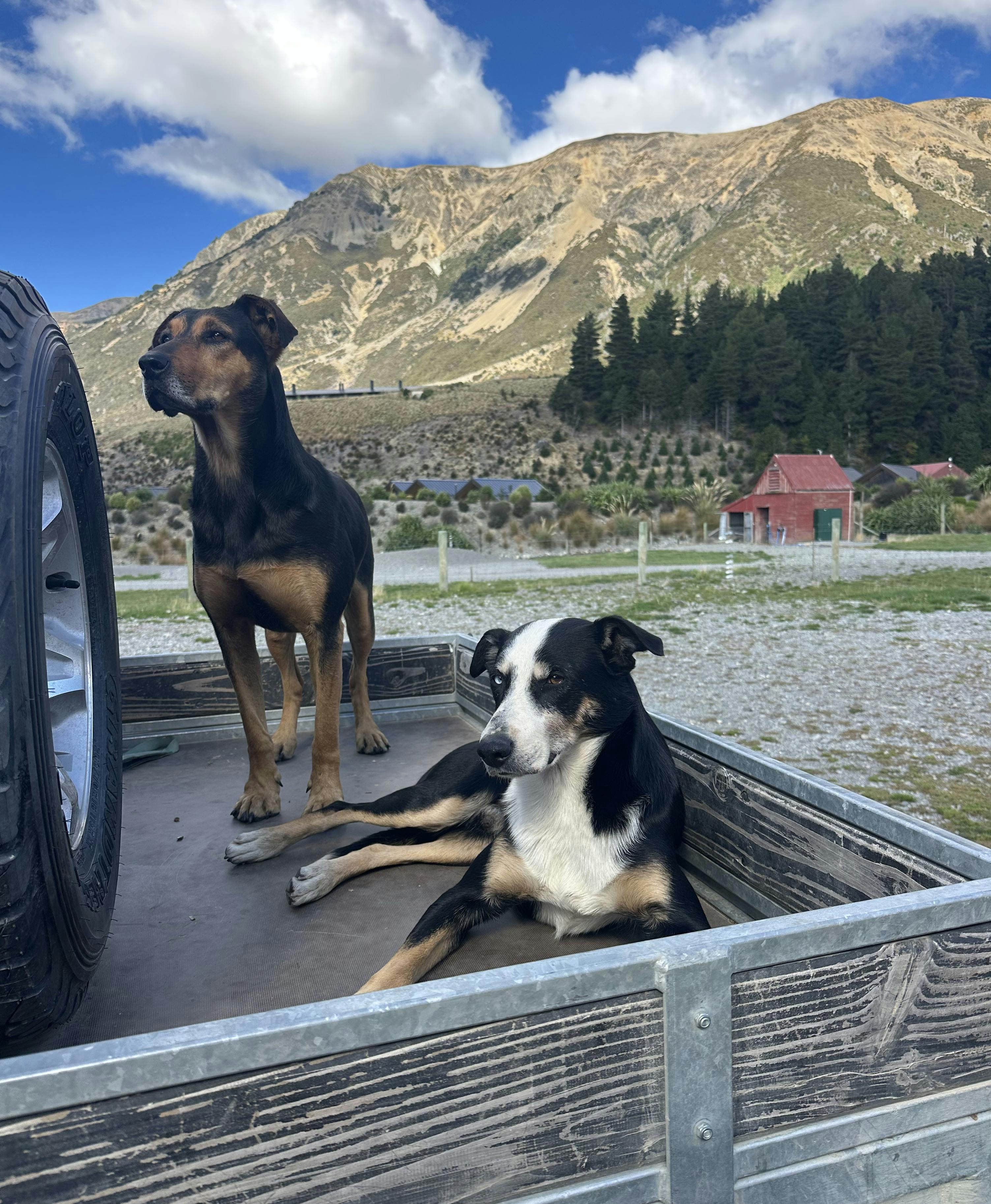Flockhill dogs