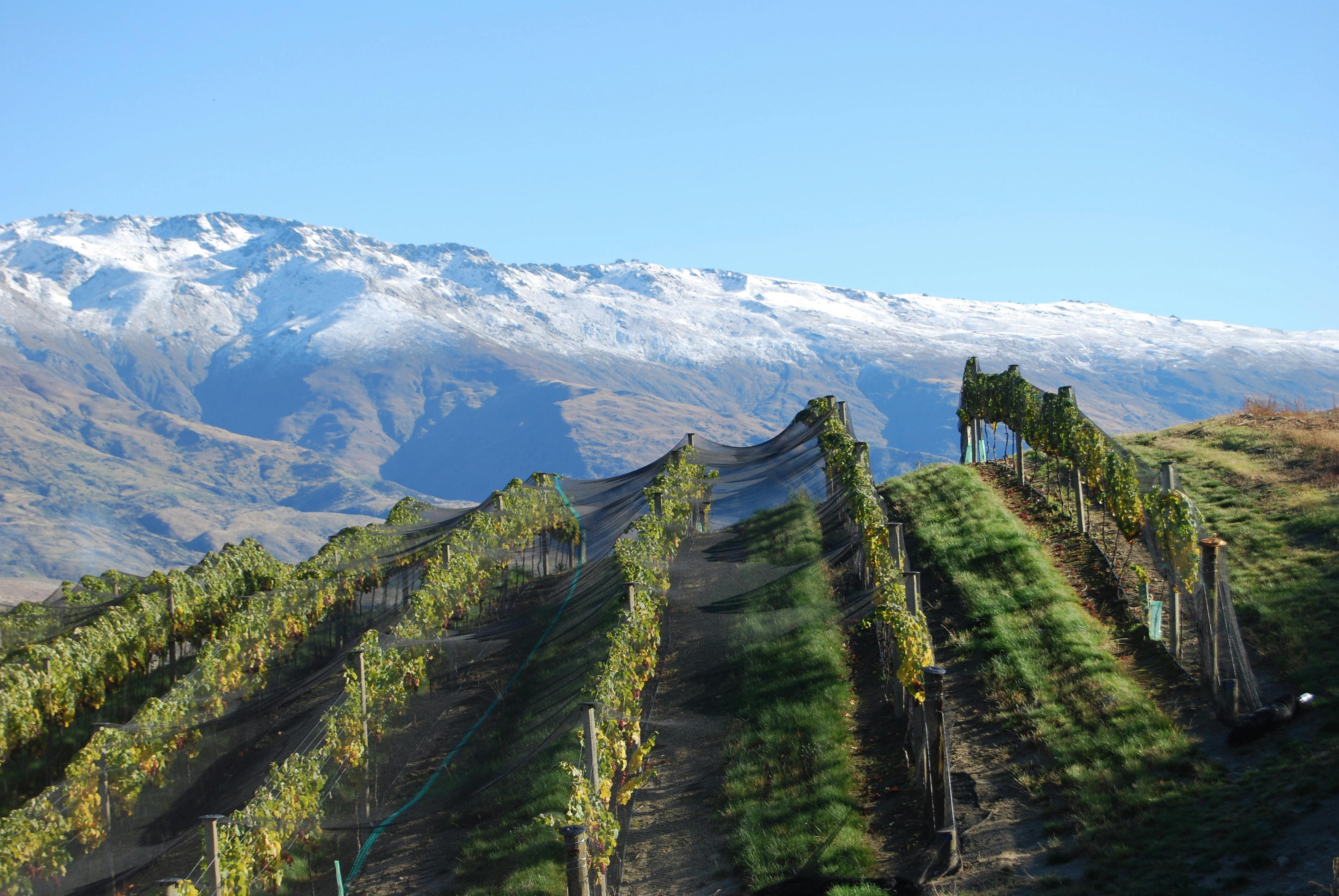 Wine mishas vineyard